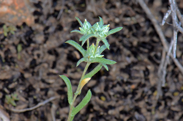 Arizona Cottonrose or Arizona Fluffweed as it is sometimes called has green or purplish slender stems which are often smooth or becoming so. Logfia arizonica